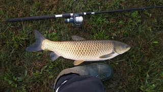 Grass carp