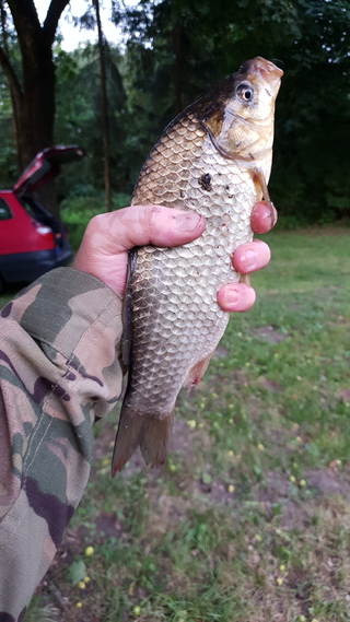 Crucian carp