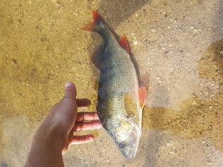 Eurasian perch