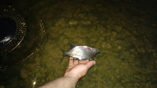 Carp bream