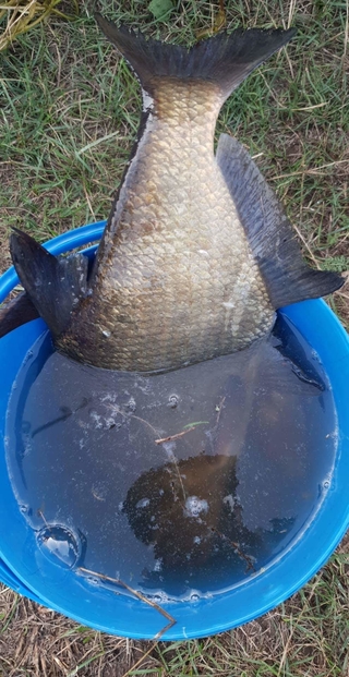 Carp bream