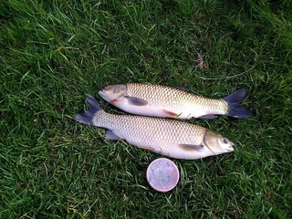 Grass carp