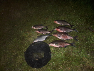 Carp bream