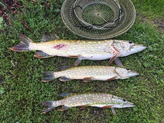 Northern Pike