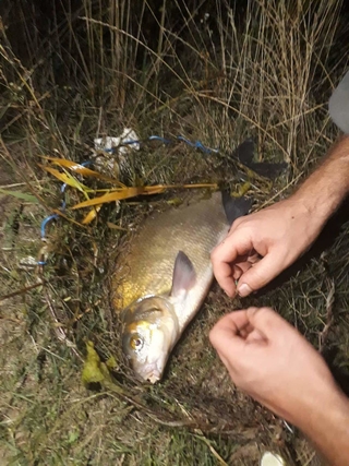 Carp bream