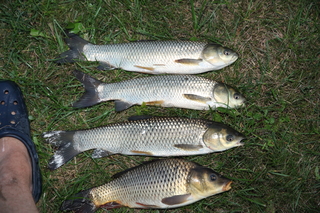 Silver carp