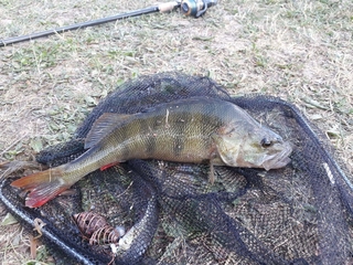 Eurasian perch