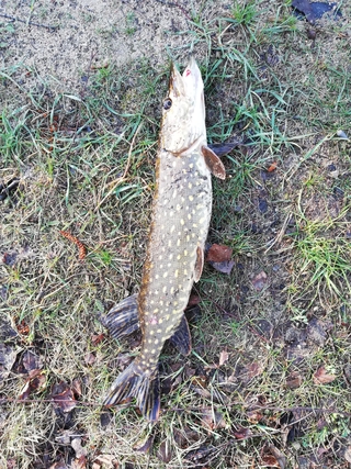 Northern Pike