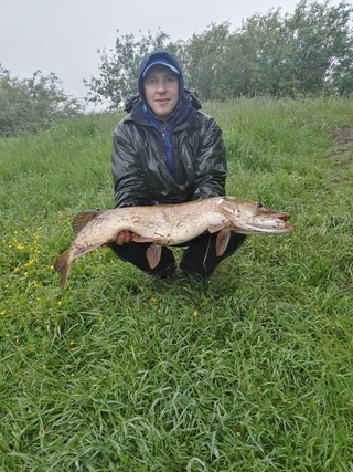 Northern Pike