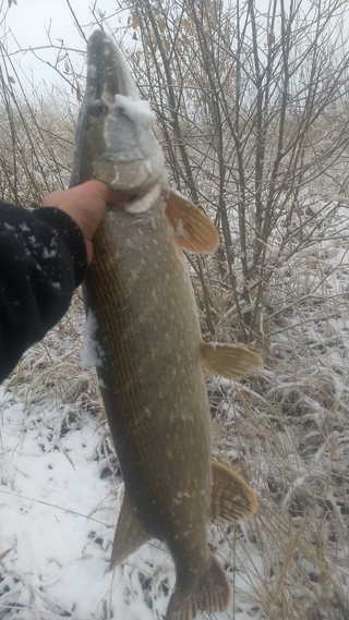 Northern Pike