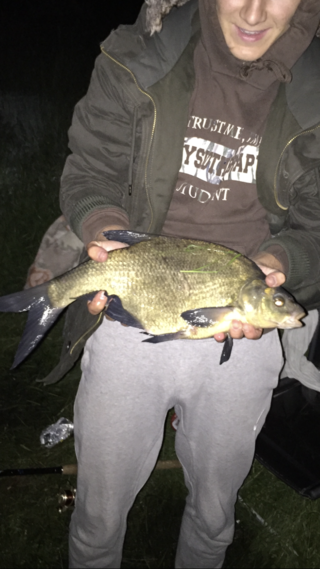 Carp bream