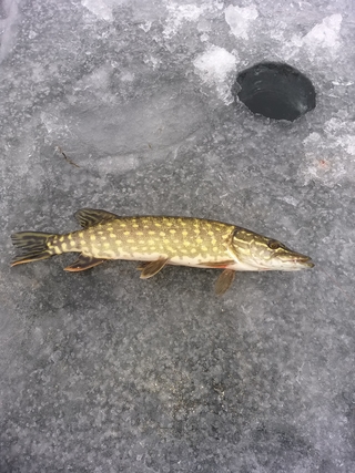 Northern Pike