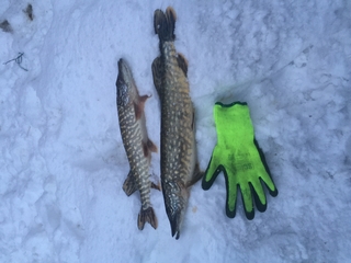 Northern Pike
