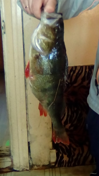 Eurasian perch