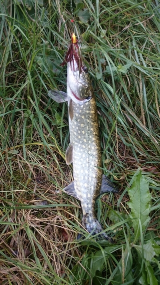 Northern Pike