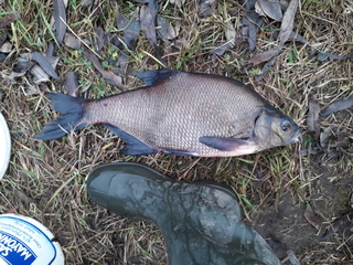Carp bream