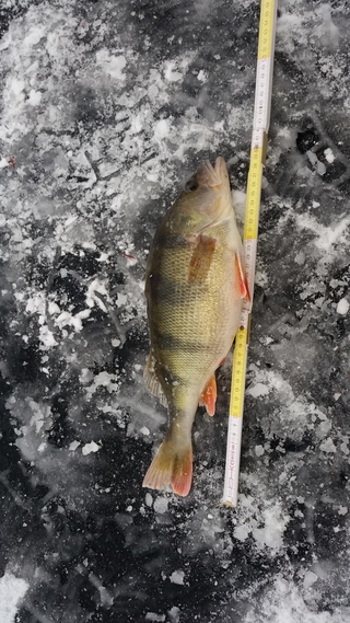 Eurasian perch
