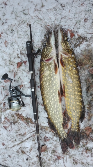 Northern Pike
