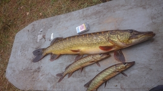 Northern Pike