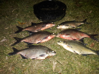Carp bream