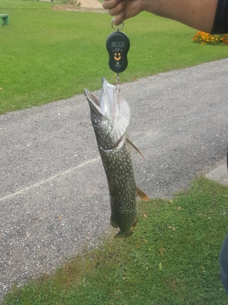 Northern Pike