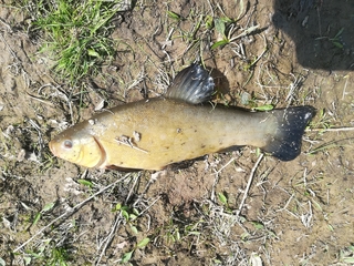 Tench
