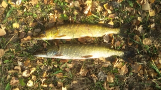 Northern Pike