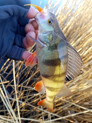 Eurasian perch