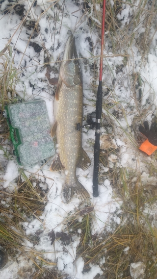 Northern Pike
