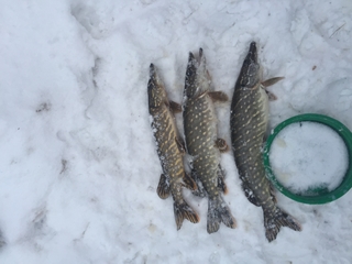Northern Pike