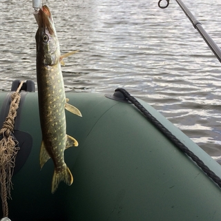 Northern Pike