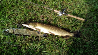 Northern Pike