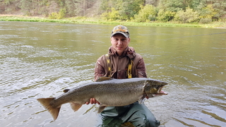 Atlantic salmon
