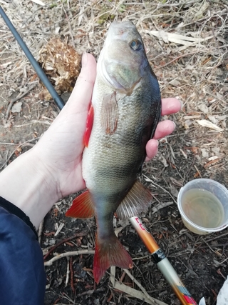 Eurasian perch
