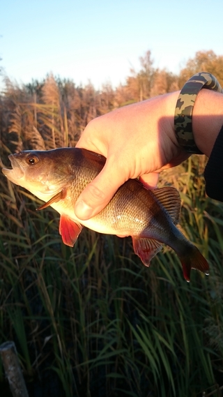 Eurasian perch