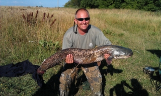 Wels catfish