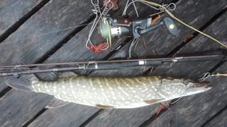 Northern Pike