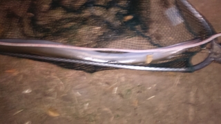 European eel