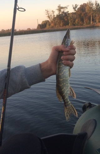 Northern Pike