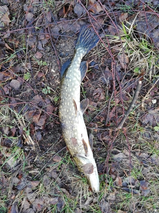 Northern Pike