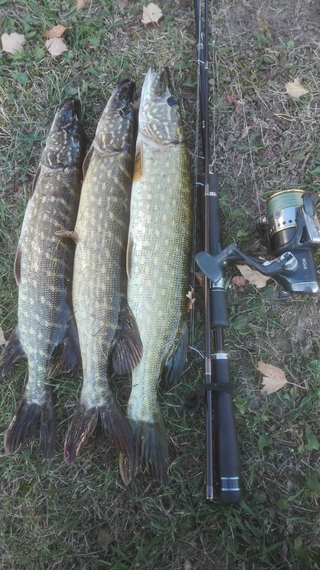 Northern Pike