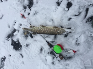 Northern Pike