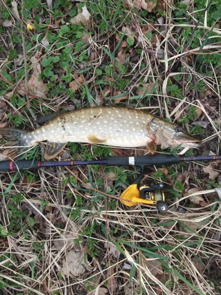 Northern Pike