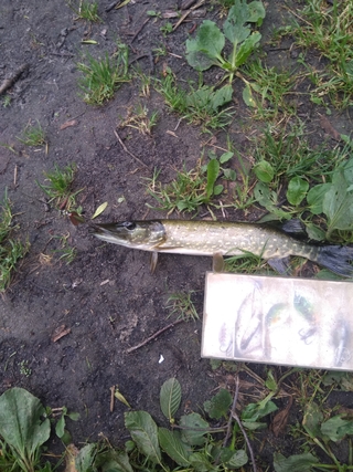 Northern Pike