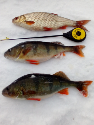 Eurasian perch