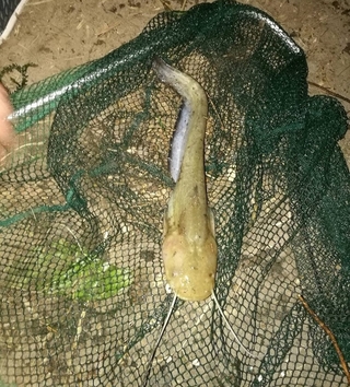 Wels catfish