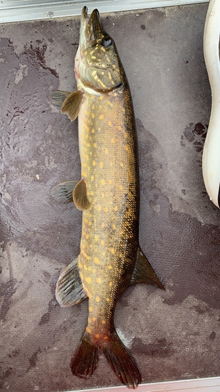 Northern Pike