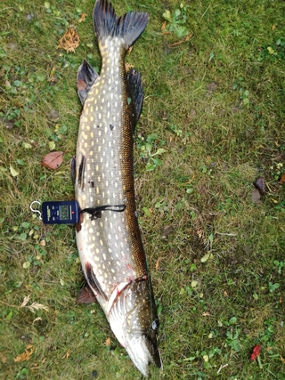 Northern Pike