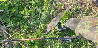 Northern Pike