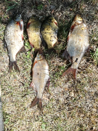 Carp bream